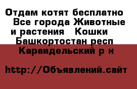 Отдам котят бесплатно  - Все города Животные и растения » Кошки   . Башкортостан респ.,Караидельский р-н